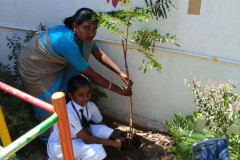 golden-jubliee-50-trees-plantation-3